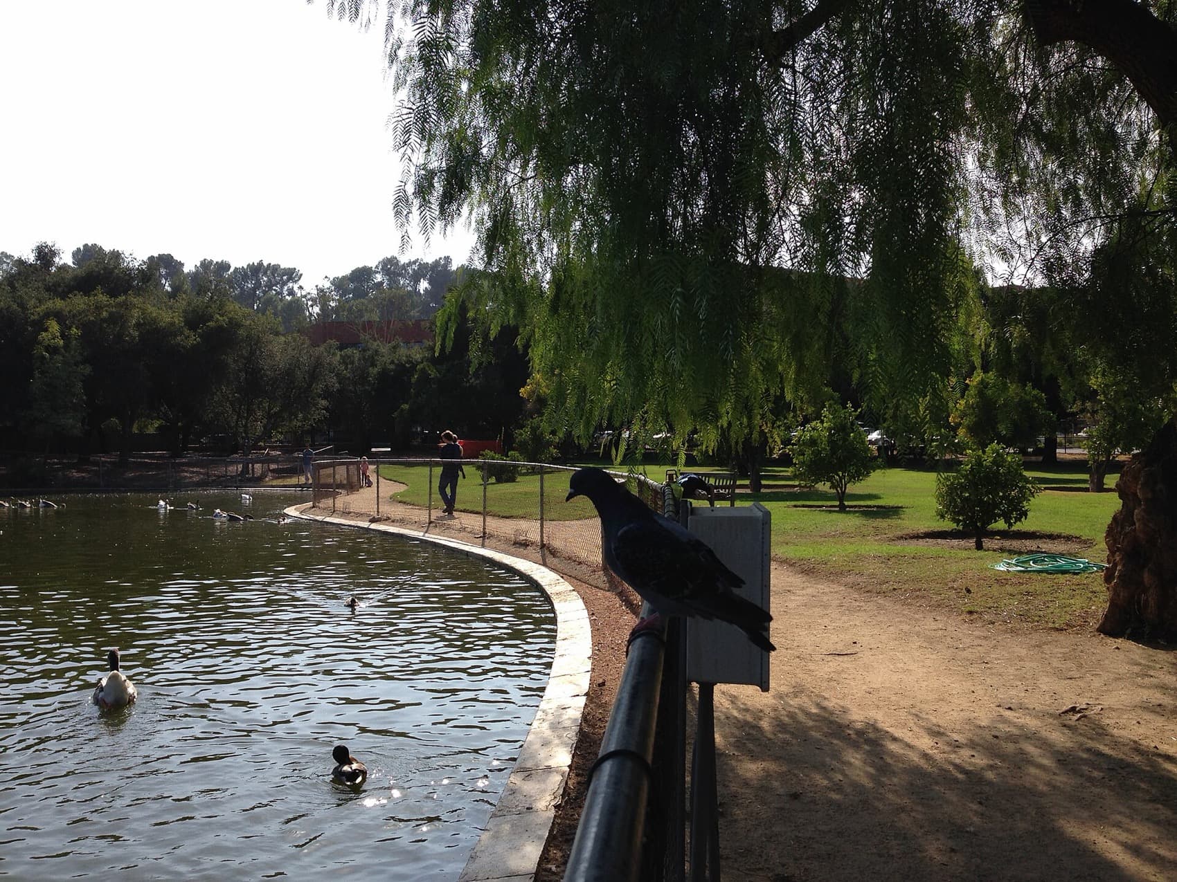 Lake and parkland with mature trees in Encino, Los Angeles.
